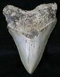 Sharply Serrated Megalodon Tooth - North Carolina #18591-1